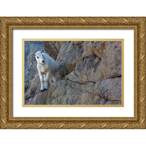 WA-Alpine Lakes Wilderness-Ingalls Lake area-Kid (baby) goat on cliff Gold Ornate Wood Framed Art Print with Double Matting by Wild, Jamie and Judy