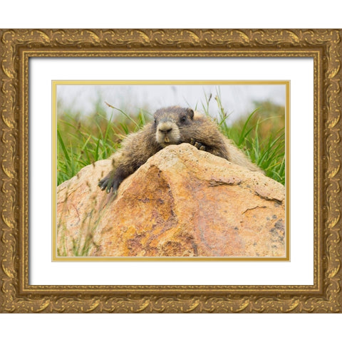 WA-Mount Rainier National Park-Hoary Marmot (Marmota caligata) Gold Ornate Wood Framed Art Print with Double Matting by Wild, Jamie and Judy