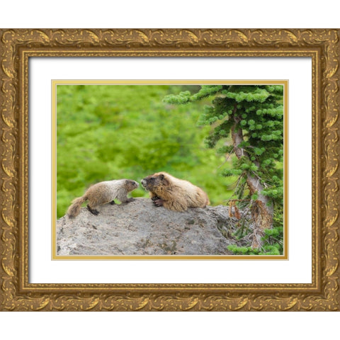 WA-Mount Rainier National Park-Hoary Marmot (Marmota caligata)-mother and baby Gold Ornate Wood Framed Art Print with Double Matting by Wild, Jamie and Judy
