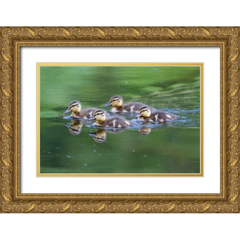 WA-Mercer Slough-Wood Duck ducklings (Aix Sponsa) Gold Ornate Wood Framed Art Print with Double Matting by Wild, Jamie and Judy