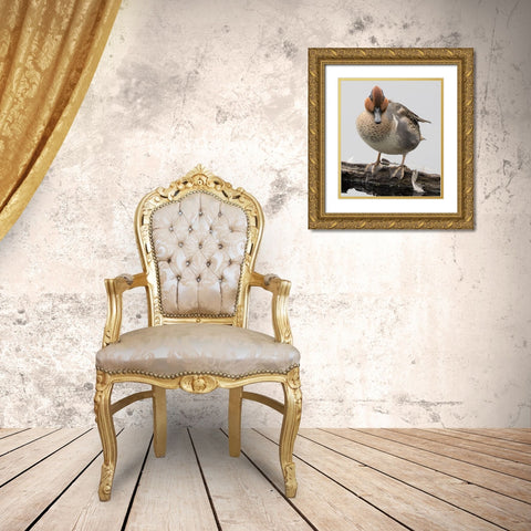 WA-Juanita Bay Wetland-Green-winged Teal (Anas crecca)-male Gold Ornate Wood Framed Art Print with Double Matting by Wild, Jamie and Judy