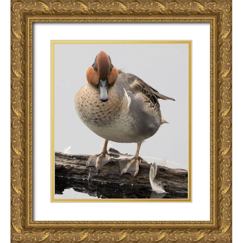 WA-Juanita Bay Wetland-Green-winged Teal (Anas crecca)-male Gold Ornate Wood Framed Art Print with Double Matting by Wild, Jamie and Judy