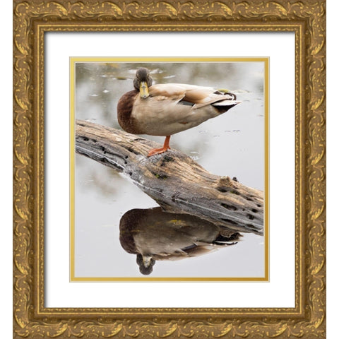 WA-Juanita Bay Wetland-Mallard Duck ( Anas Platyrhynchos)-male Gold Ornate Wood Framed Art Print with Double Matting by Wild, Jamie and Judy