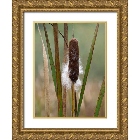 WA-Juanita Bay Wetland-Cattail Gold Ornate Wood Framed Art Print with Double Matting by Wild, Jamie and Judy
