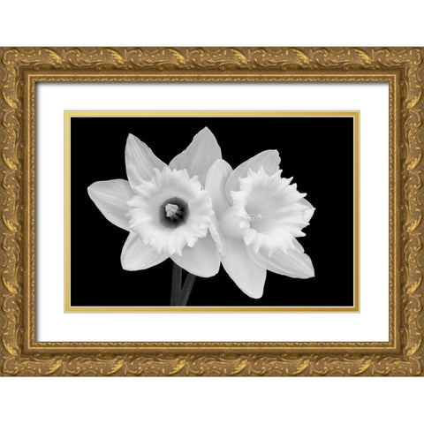 WA-Redmond-Daffodils Gold Ornate Wood Framed Art Print with Double Matting by Wild, Jamie and Judy