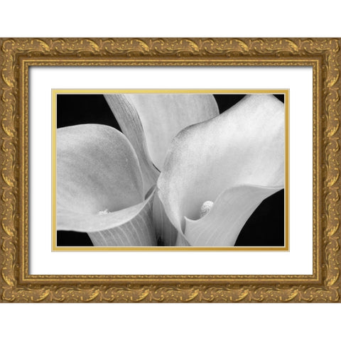 WA-Redmond-Calla Lilies Gold Ornate Wood Framed Art Print with Double Matting by Wild, Jamie and Judy