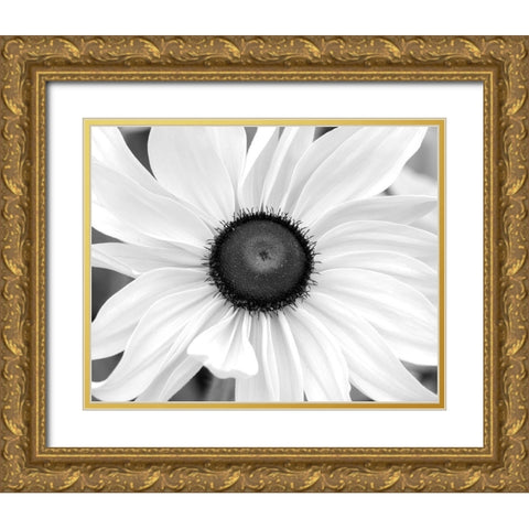 WA-Redmond-Black Eyed Susan Gold Ornate Wood Framed Art Print with Double Matting by Wild, Jamie and Judy