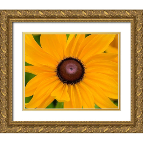 WA-Redmond-Black Eyed Susan Gold Ornate Wood Framed Art Print with Double Matting by Wild, Jamie and Judy