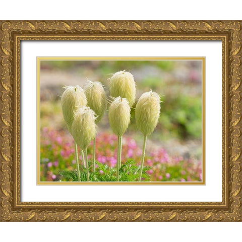 WA-Mount Rainier National Park-Pasqueflower seed head (Anemone occidentalis) Gold Ornate Wood Framed Art Print with Double Matting by Wild, Jamie and Judy