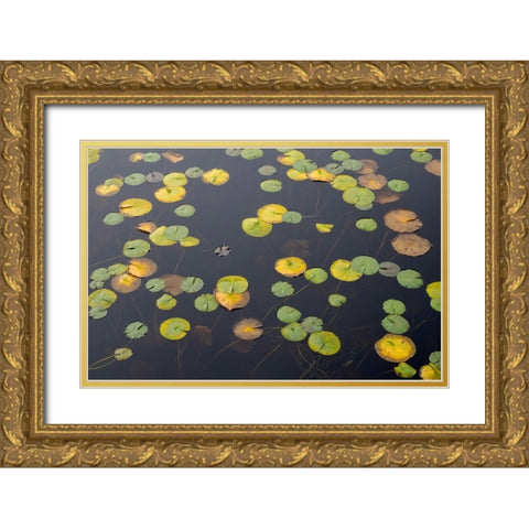 WA-Phantom Lake-Lilly Pads Gold Ornate Wood Framed Art Print with Double Matting by Wild, Jamie and Judy