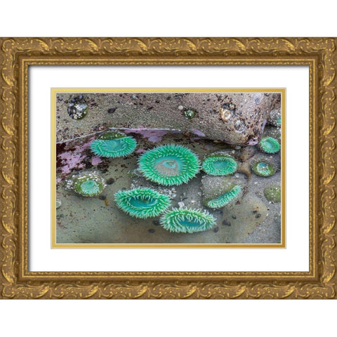WA-Olympic National Park-Second Beach-Giant Green Anemones Gold Ornate Wood Framed Art Print with Double Matting by Wild, Jamie and Judy