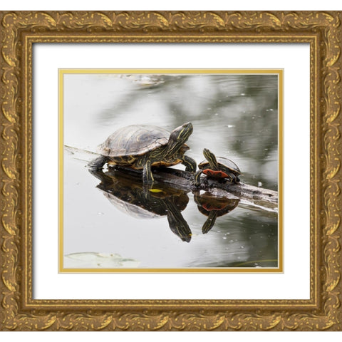 Washington State-Lake Washington Painted turtles on log Gold Ornate Wood Framed Art Print with Double Matting by Wild, Jamie and Judy