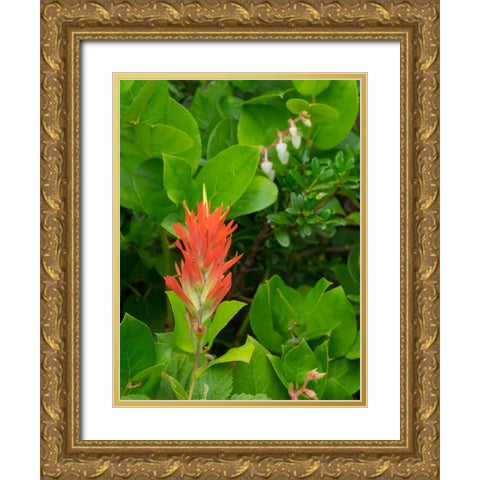 Washington State-Central Cascades-Magenta Paintbrush Gold Ornate Wood Framed Art Print with Double Matting by Wild, Jamie and Judy