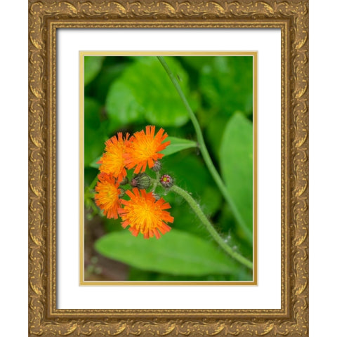 Washington State-Central Cascades-Orange Hawkweed-Hieracium aurantiacum Gold Ornate Wood Framed Art Print with Double Matting by Wild, Jamie and Judy
