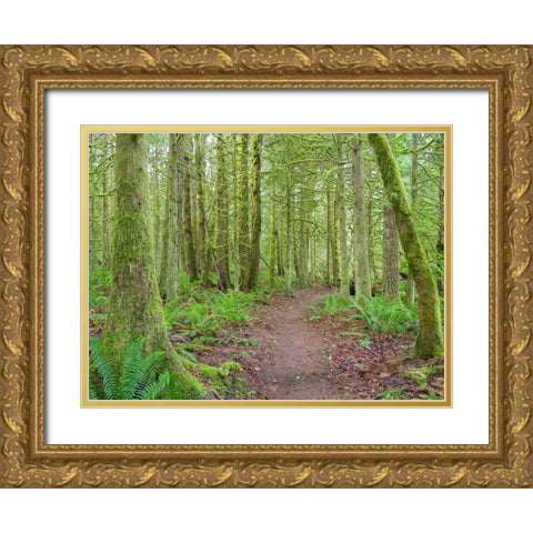 Washington State-Tiger Mountain-Trail through Moss covered trees Gold Ornate Wood Framed Art Print with Double Matting by Wild, Jamie and Judy