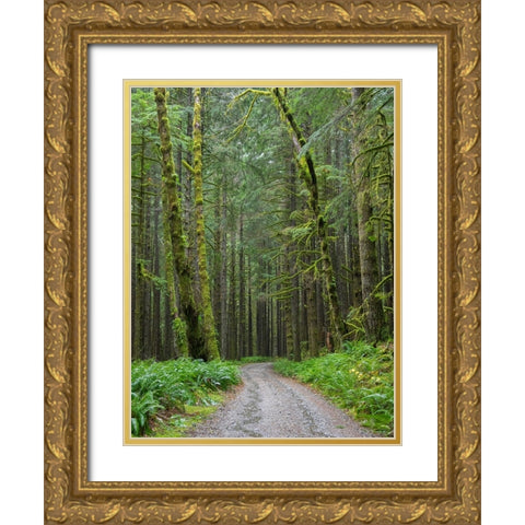Washington State-Central Cascades-Forest Road 5620-Moss covered Red Alder forest Gold Ornate Wood Framed Art Print with Double Matting by Wild, Jamie and Judy