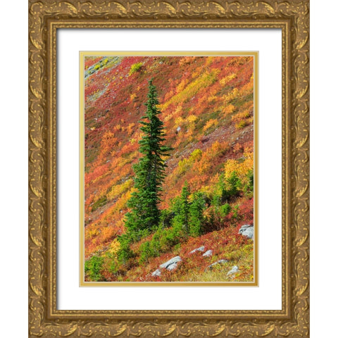 Washington State-North Cascades-Alpine Fir tree and fall color Gold Ornate Wood Framed Art Print with Double Matting by Wild, Jamie and Judy