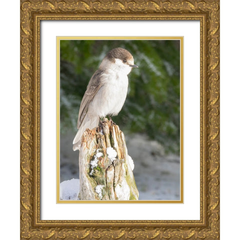 Washington State-Tiger Mountain Gray jay Gold Ornate Wood Framed Art Print with Double Matting by Wild, Jamie and Judy