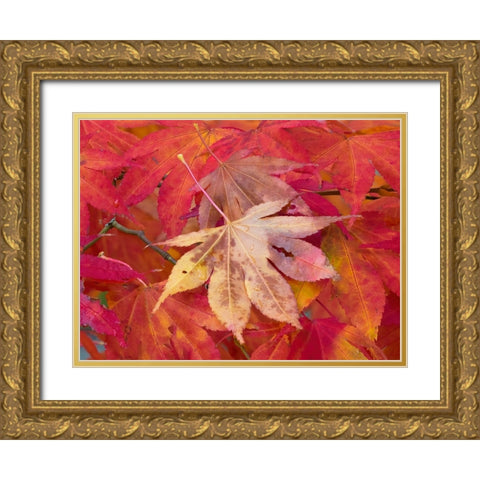 Washington State-Maple leaves Gold Ornate Wood Framed Art Print with Double Matting by Wild, Jamie and Judy
