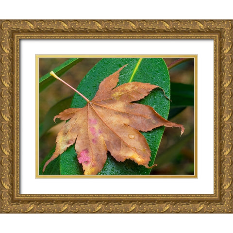 Washington State-Maple Leaf with dew drops Gold Ornate Wood Framed Art Print with Double Matting by Wild, Jamie and Judy
