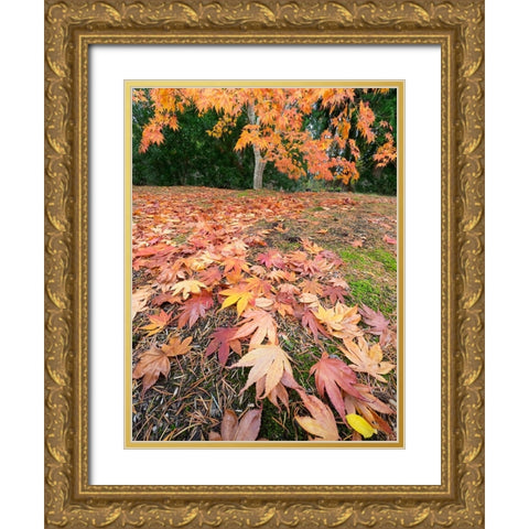 Washington State-Autumn Maple leaves Gold Ornate Wood Framed Art Print with Double Matting by Wild, Jamie and Judy