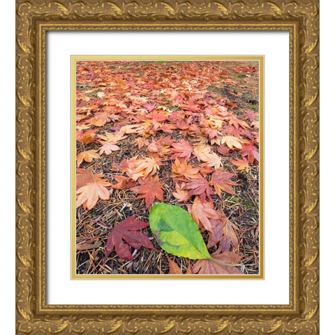 Washington State-Autumn colored maple leaves with green red alder leaf Gold Ornate Wood Framed Art Print with Double Matting by Wild, Jamie and Judy