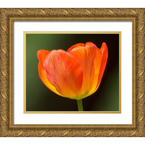 Washington State-Tulip close-up Gold Ornate Wood Framed Art Print with Double Matting by Wild, Jamie and Judy