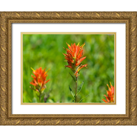 Washington State-Mount Rainier National Park Magenta Paintbrush Gold Ornate Wood Framed Art Print with Double Matting by Wild, Jamie and Judy