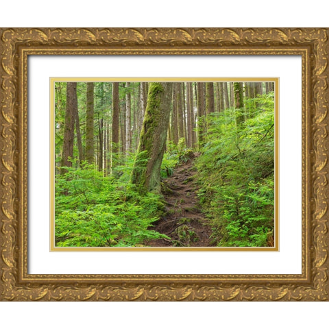 Washington State-Central Cascades Rainy Lake trail Gold Ornate Wood Framed Art Print with Double Matting by Wild, Jamie and Judy