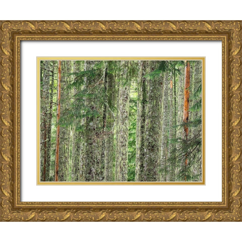 Washington State-Central Cascades Moss and lichen covered tree trunks Gold Ornate Wood Framed Art Print with Double Matting by Wild, Jamie and Judy