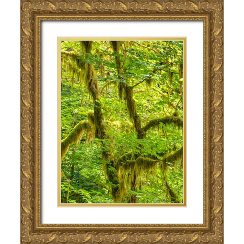 Washington State-Olympic National Park-Hoh Rain Forest Gold Ornate Wood Framed Art Print with Double Matting by Wild, Jamie and Judy