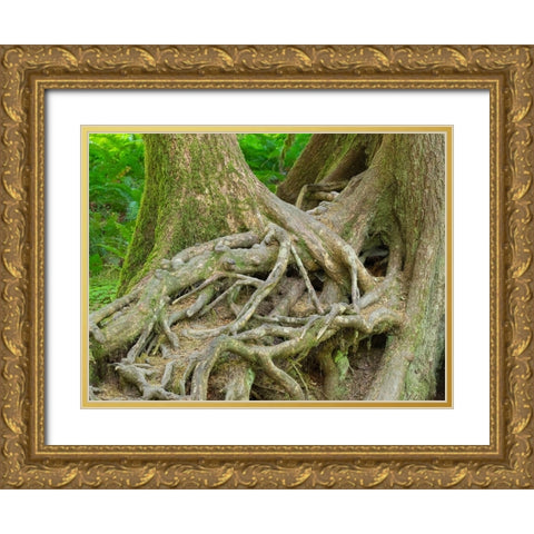 Washington State-Olympic National Park-Hoh Rain Forest-Hall of Mosses-intertwined tree roots Gold Ornate Wood Framed Art Print with Double Matting by Wild, Jamie and Judy