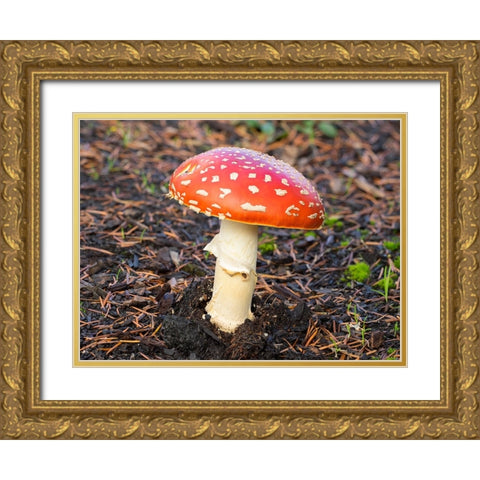 Washington State- Fly agaric mushroom. Gold Ornate Wood Framed Art Print with Double Matting by Wild, Jamie and Judy
