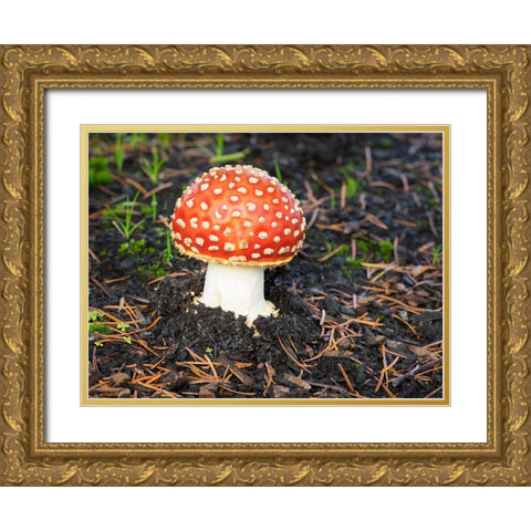 Washington State- Fly agaric mushroom. Gold Ornate Wood Framed Art Print with Double Matting by Wild, Jamie and Judy