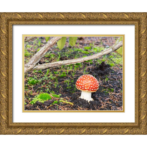 Washington State- Fly agaric mushroom. Gold Ornate Wood Framed Art Print with Double Matting by Wild, Jamie and Judy