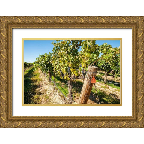 Washington State-Columbia Valley Old vine cabernet at Gamache Vineyard Gold Ornate Wood Framed Art Print with Double Matting by Duval, Richard
