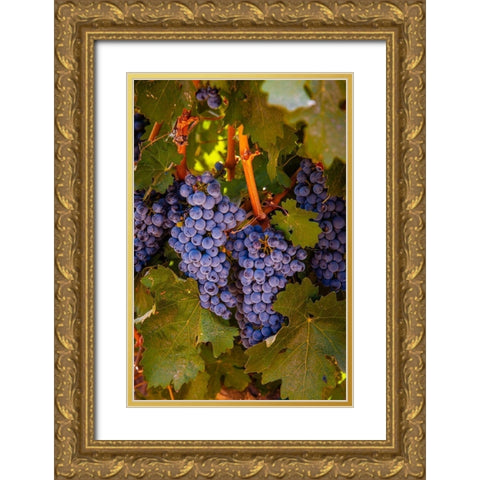 Washington State-Walla Walla Clusters of Cabernet Sauvignon gather sunlight hours before harvest Gold Ornate Wood Framed Art Print with Double Matting by Duval, Richard