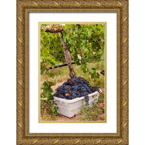 Washington State-Pasco A bin of merlot grapes at harvest Gold Ornate Wood Framed Art Print with Double Matting by Duval, Richard