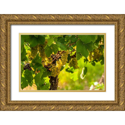 Washington State-Pasco Clusters of Sauvignon Blanc grapes Gold Ornate Wood Framed Art Print with Double Matting by Duval, Richard