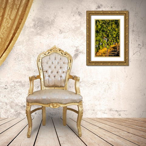 Washington State-Zillah Harvest of rows of Cabernet Sauvignon in a Yakima Valley vineyard Gold Ornate Wood Framed Art Print with Double Matting by Duval, Richard