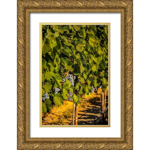 Washington State-Zillah Harvest of rows of Cabernet Sauvignon in a Yakima Valley vineyard Gold Ornate Wood Framed Art Print with Double Matting by Duval, Richard