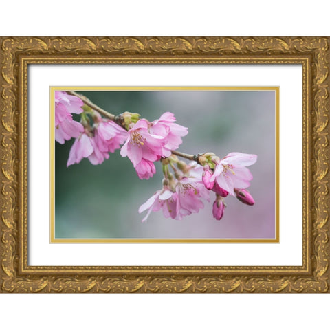 Washington State-Bellevue Cherry blossoms Gold Ornate Wood Framed Art Print with Double Matting by Tilley, Rob