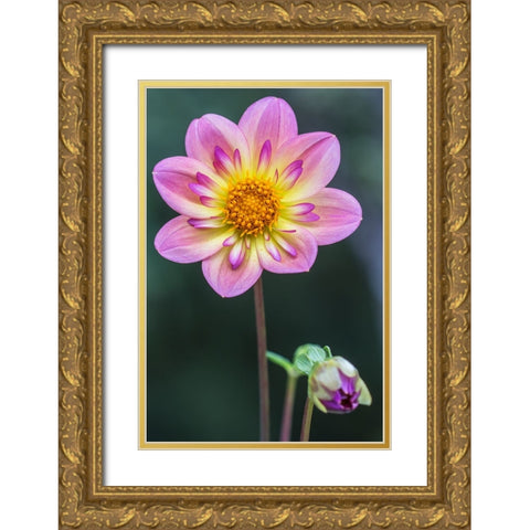 Washington State-Bellevue Dahlia Gold Ornate Wood Framed Art Print with Double Matting by Tilley, Rob