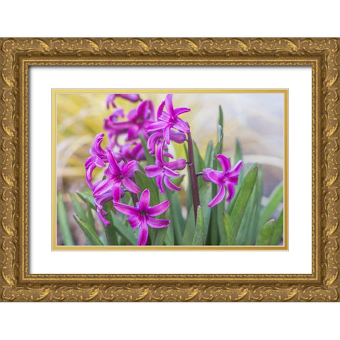 Washington State-Bellevue Hyacinth Gold Ornate Wood Framed Art Print with Double Matting by Tilley, Rob