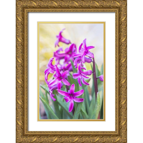 Washington State-Bellevue Hyacinth Gold Ornate Wood Framed Art Print with Double Matting by Tilley, Rob
