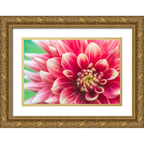 Washington State-Seattle Dahlia Gold Ornate Wood Framed Art Print with Double Matting by Tilley, Rob