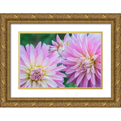 Washington State-Seattle Dahlia Gold Ornate Wood Framed Art Print with Double Matting by Tilley, Rob