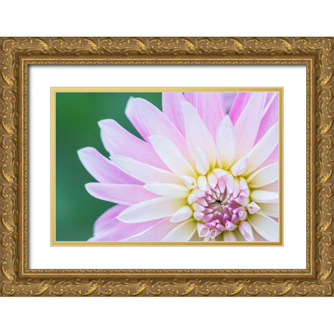 Washington State-Seattle Dahlia Gold Ornate Wood Framed Art Print with Double Matting by Tilley, Rob