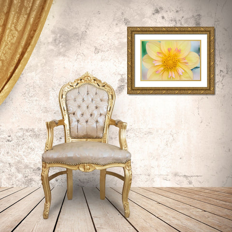Washington State-Seattle Dahlia Gold Ornate Wood Framed Art Print with Double Matting by Tilley, Rob