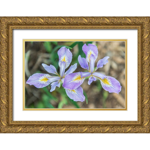 Washington State-Seattle Iris Gold Ornate Wood Framed Art Print with Double Matting by Tilley, Rob